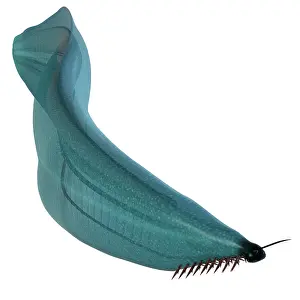 Cambrian: Pikaia illustration, Paleozoic Era