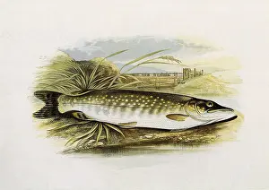 Lydon: Pike