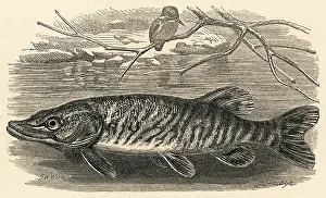 Esox: Pike, fish