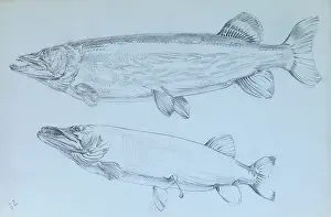 Pike: Pike - pencil studies