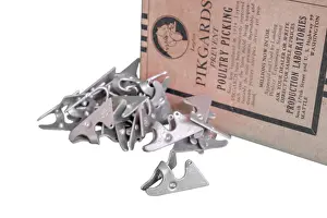 Pecking: Pikguard Poultry Picking preventer