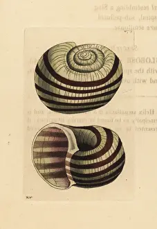 Helix: Pila ampullacea