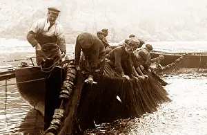 Pilchard: Pilchard fishing in Cornwall with Seine net