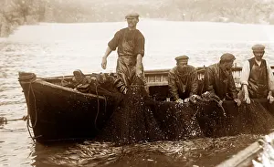 Pilchard: Pilchard fishing in Cornwall with Seine net
