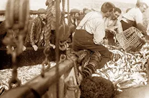 Pilchard: Pilchard fishing in Cornwall with Seine net