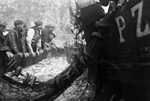 Fishwife: Pilchard Fishing in Cornwall using seine nets early 1900s