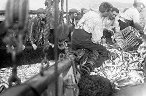 Fishwife: Pilchard Fishing in Cornwall using seine nets early 1900s