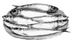 Pilchards: Pilchards Seven a Penny 1912