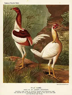 Cockfighting: Pile game, cock and hen
