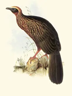 Guan: Pileated Guan, Penelope pileata