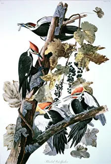 Pileated: Pileated Woodpecker - Bird - Animal
