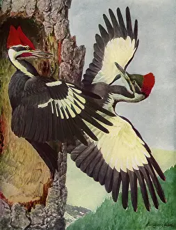 Swept: Pileated Woodpeckers