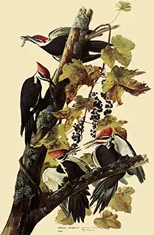 Vines: Pileated Woodpeckers