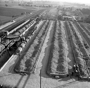 Beets: Piles of beets