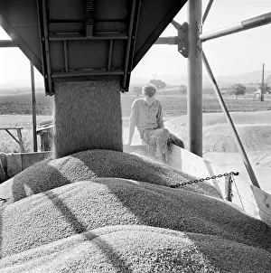 Dumping: Piles - grain - harvest - wheat