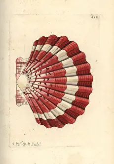 Pecten: Pilgrim's scallop, Pecten jacobaeus