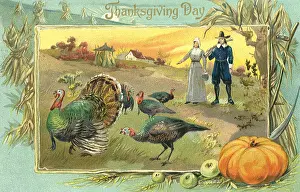 Turkeys: Pilgrims and Turkeys