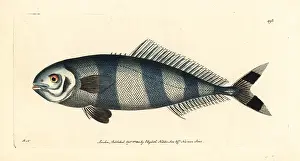 Scomber: Pilot fish, Naucrates ductor