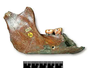 Forgery: Piltdown 1 jaw