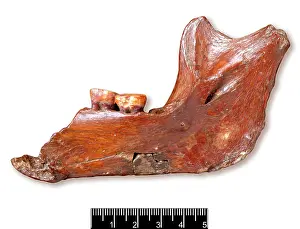 Forgery: Piltdown 1 jaw
