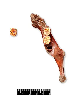 Forgery: Piltdown 1 jaw and Piltdown 2 left molar
