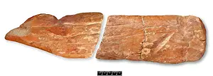 Forgery: Piltdown cricket bat