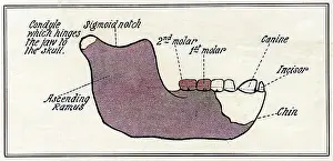 Reconstuction: The Piltdown jaw: a reconstruction by W. P Pycraft