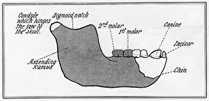 Reconstuction: The Piltdown jaw: a reconstruction by W. P Pycraft