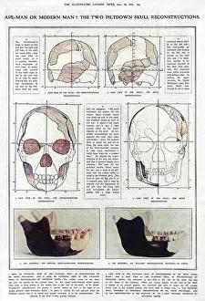 Reconstructions: Piltdown Man: mandible and skull compared