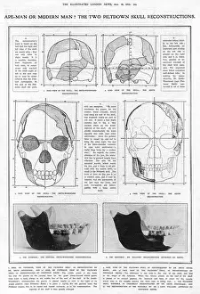 Piltdown Man: mandible and skull compared