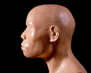 Piltdown: Piltdown Man (model based on Piltdown 1 & 2)