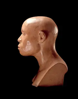 Forgery: Piltdown Man (Model based on Piltdown 1 & 2)
