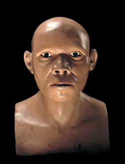 Forgery: Piltdown Man (Model based on Piltdown 1 & 2)