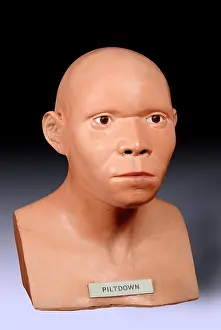 Forgery: Piltdown Man (Model based on Piltdown 1 & 2)