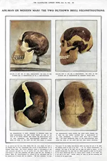 Reconstuction: Piltdown Man: reconstructed skulls compared