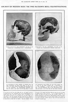 Debating: Piltdown Man: reconstructed skulls compared