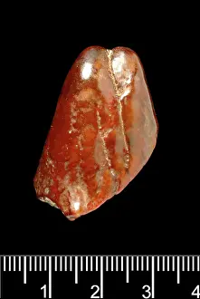 Forgery: Piltdown Mastodon tooth