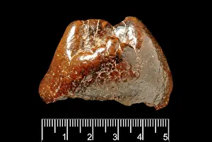 Forgery: Piltdown Mastodon tooth