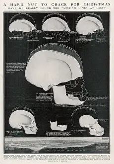 Proven: PILTDOWN SKULL/DIAGRAM