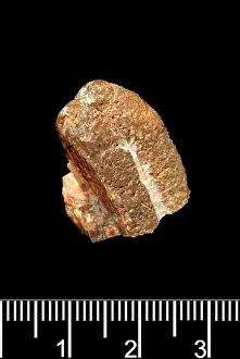 Forgery: Piltdown Stegodon tooth