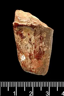 Forgery: Piltdown Stegodon tooth