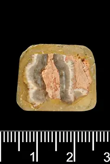 Forgery: Piltdown Stegodon tooth