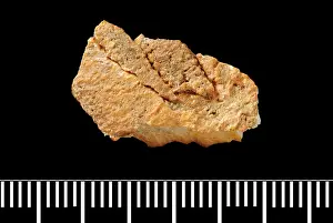 Forgery: Piltdown Stegodon tooth