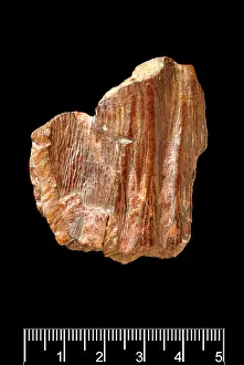 Forgery: Piltdown Stegodon tooth