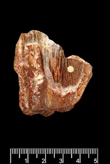Forgery: Piltdown Stegodon tooth
