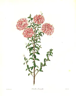 Ferruginea: Pimelea ferruginea var. diosmaefolia