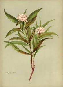 The Kings College Archives And Special Collections: Pimelea Longifolia or Taranga