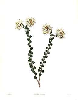 Incana: Pimelea nivea