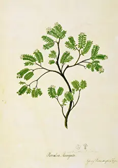1779: Pimelea prostrata, strathmore weed