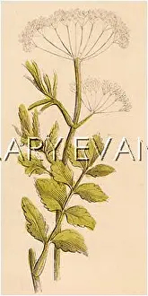 Burnet: PIMPINELLA SAXIFRAGA